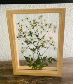 Schweberahmen, Herbarium, Blumenbilder - Echte gepresste Wiesenkerbelblüten in einem Herbarium