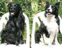 Aus dem Shop von dogsandpaw