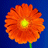 Aus dem Shop von creativshopgzdesign