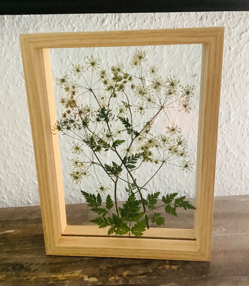  - Schweberahmen, Herbarium, Blumenbilder - Echte gepresste Wiesenkerbelblüten in einem Herbarium