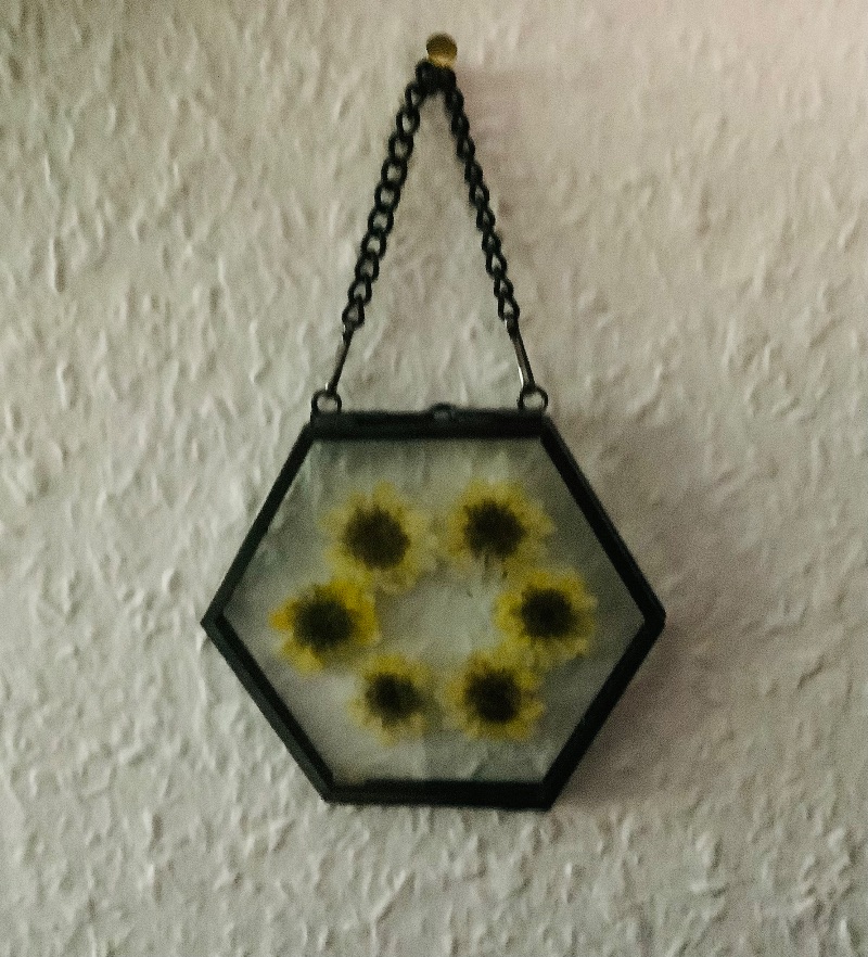  - Echte gepresste kleine Chrysanthemen in einem Hexagon-Glasbilderrahmen - Unikat -