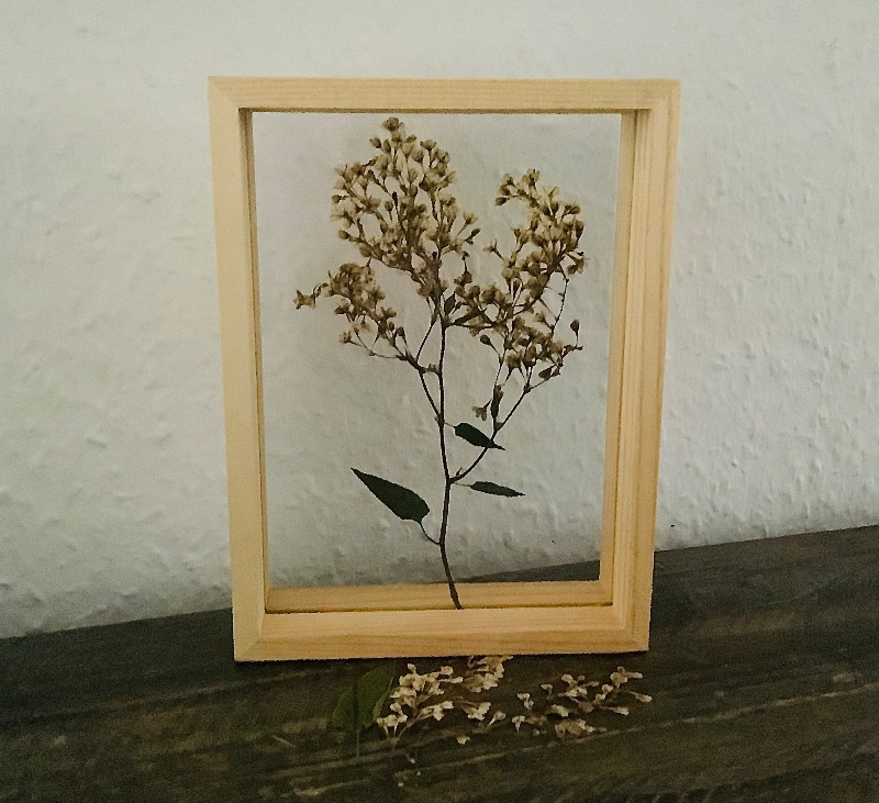  - Schweberahmen, Herbarium, Blumenbilder - Echte gepresste Knöterichblüten in einem Herbarium -