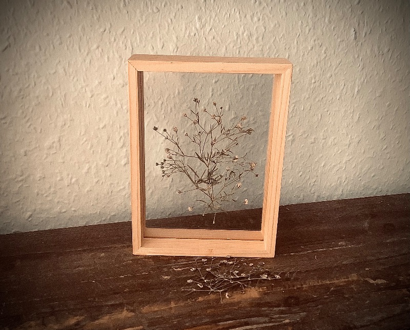  - Schweberahmen, Herbarium, Blumenbilder - Echte gepresste Schleierkrautblüten in einem Herbarium -   