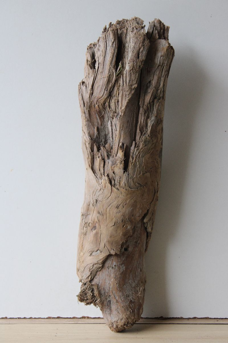  - Treibholz Schwemmholz Driftwood  1 knorrige  XL  Skulptur 56 cm  (Kopie id: 100327354)