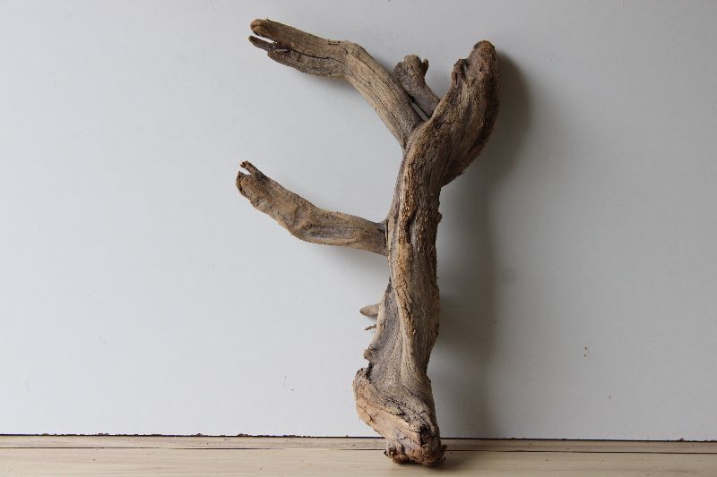  - Treibholz Schwemmholz Driftwood  1 XL  Wurzel  53 cm hoch   
