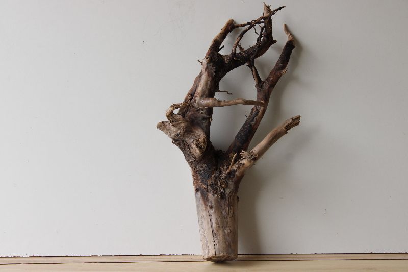  - Treibholz Schwemmholz Driftwood  1 XL  Wurzel  62 cm lang 