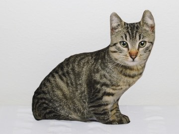 4940.180802.133225_katzenkissen_vorne_generation2