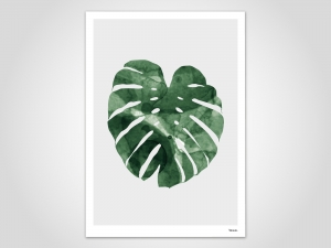 5338.181230.230127_monstera_mp