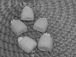 5556.180905.192255_ananas-klein