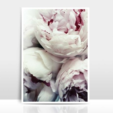 5883.180804.110408_artprint-print-foto-poster-rosen-blumen-pfingstrosen-2